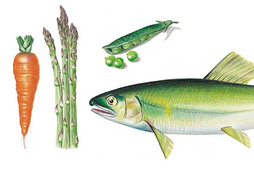 Illustration: Gemüse und Fisch