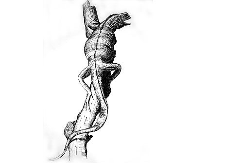 Illustration: Leguan
